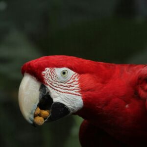 guacamayo ave aviario nacional de colombia cartagena